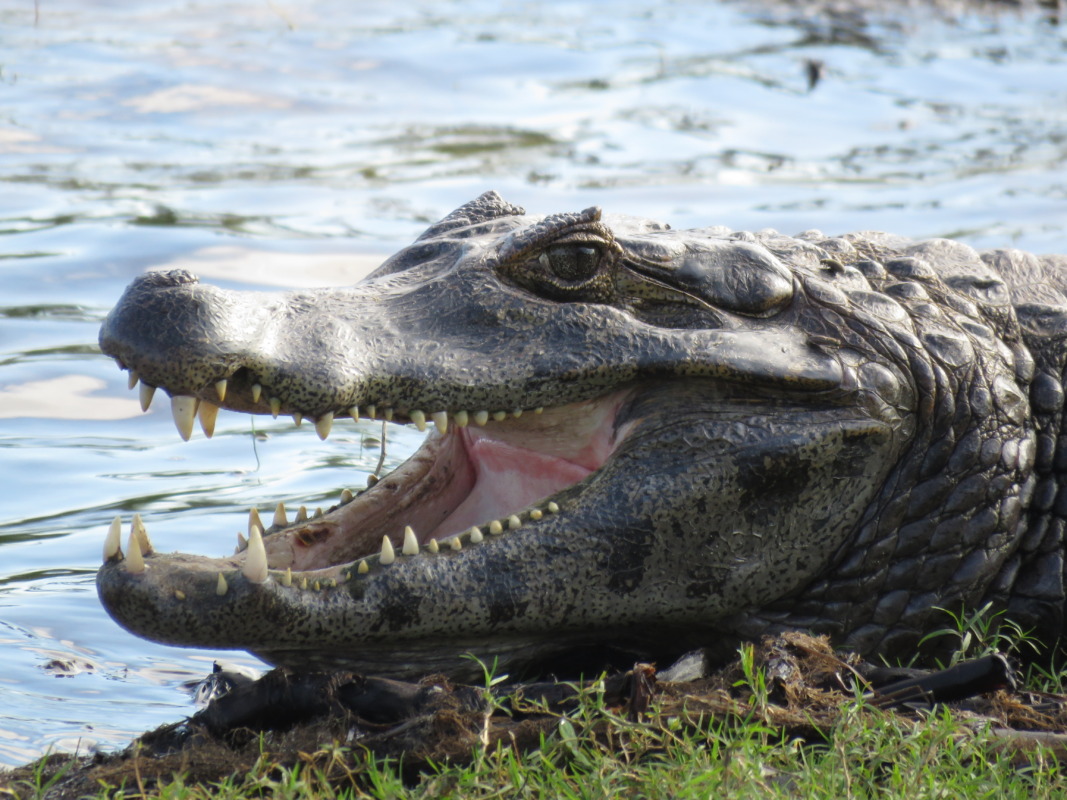 Caiman