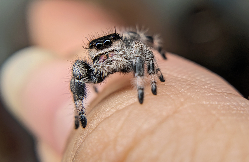 Spider