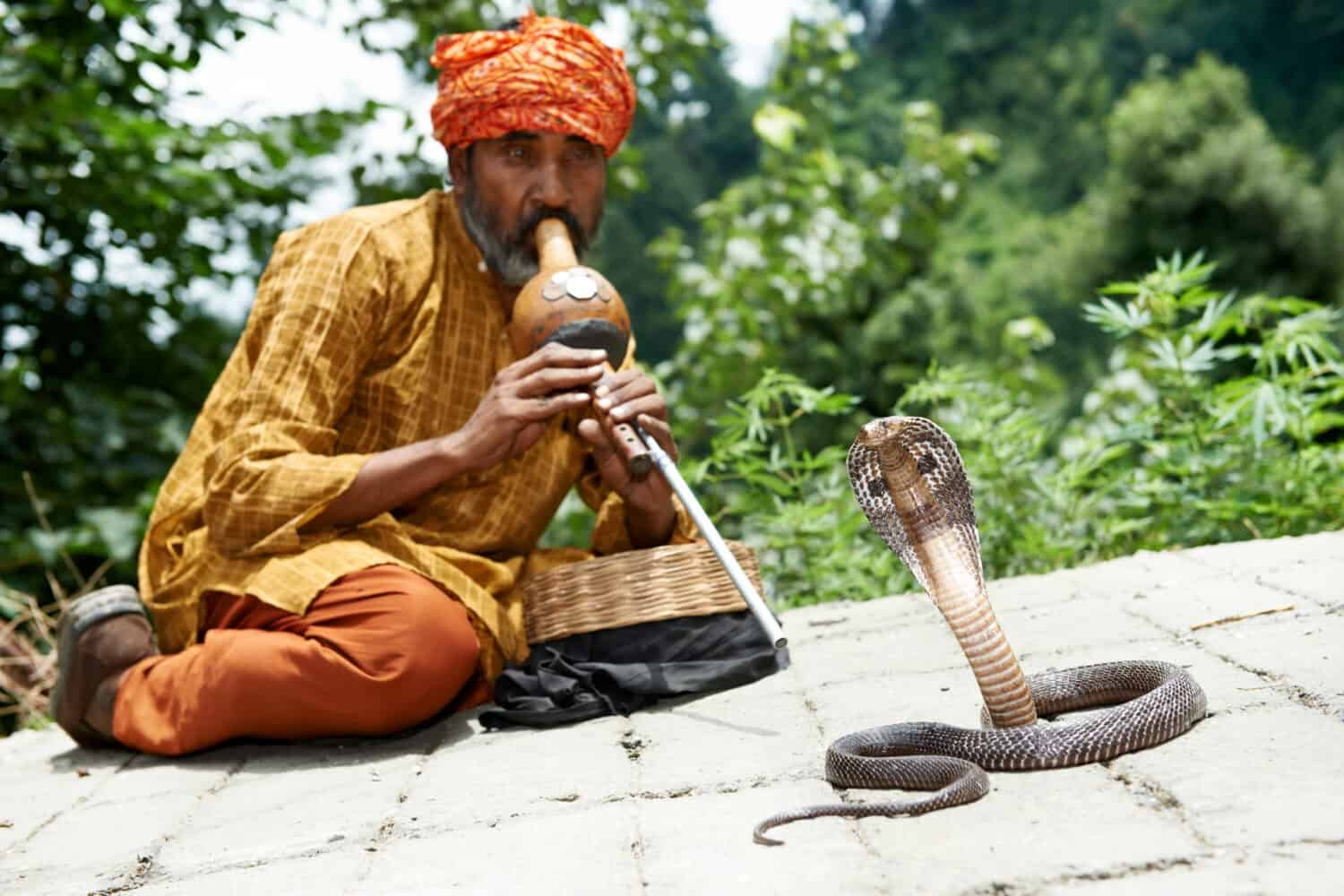 SnakeCharmer
