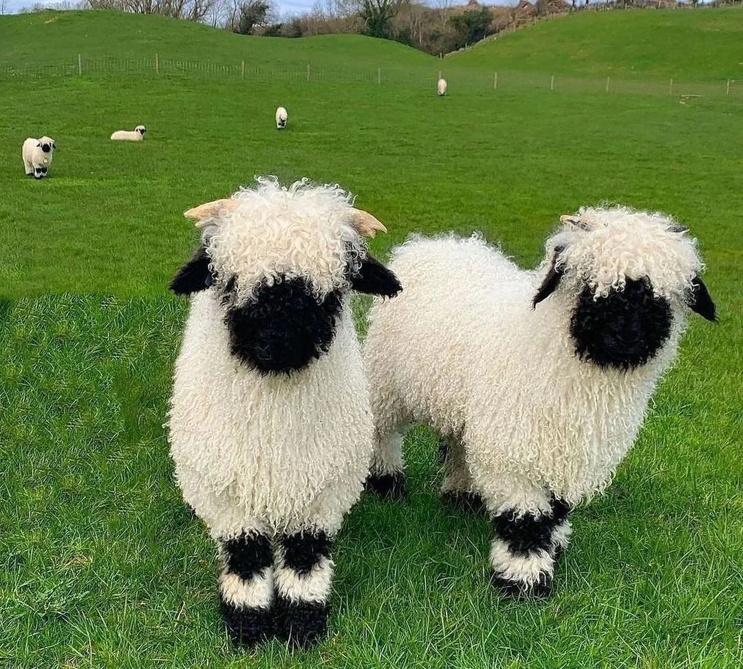 Lovely Lamb | Dear Ryan